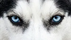 Prečo sa nemôžete pozerať svojmu psovi priamo do očí: komunikačná chyba, ktorá môže vyvolať agresiu