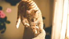 Prečo mačka kazí nábytok: čo má robiť majiteľ