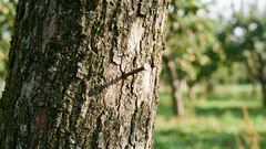 Prečo zatĺkať klinec do jablone: starobylý rituál, ktorý má vedecké vysvetlenie