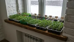 Prečo by sa tieto kvety mali vysievať na sadenice v januári? Zoznam kvetov na januárový výsev!