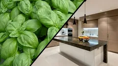 Túto rastlinu musíte mať v kuchyni, ak chcete prirodzene odpudzovať muchy.