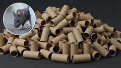 Ako sa zbaviť myší vo vašej domácnosti pomocou držiaka na toaletnú kefu: účinná domáca pasca