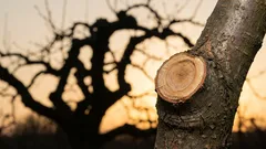 Ako zastaviť rast stromov, aby prinášali ovocie: 3 chyby pri prerezávaní, ktorých sa mnohí dopúšťajú