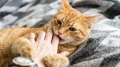 Prečo vaša vrčiaca mačka hryzie, keď ju hladíte, a ako tomu zabrániť