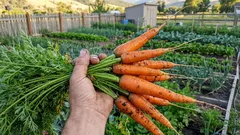 Prečo meniť miesto pre mrkvu: tajomstvo bohatej úrody