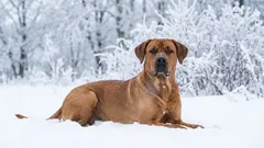 Prečo si broholmers získali popularitu u nás aj vo svete