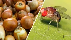 Zbavila som sa mušiek v cibuli a kvetoch pomocou obyčajnej vínnej zátky (a odporúčam vám to – funguje to!).