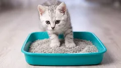 5 sekúnd a mačací záchod je čistý! Jednoduchý trik, ktorý vám ušetrí veľa času