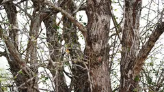 Na strome sedí sova, ale nie každý ju vidí. Podarilo sa vám ju spozorovať?