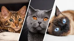 Top 5 najinteligentnejších plemien mačiek: rebríček inteligentných favoritov