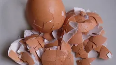 Hnojivo z vaječných škrupín pre izbové rastliny: ako ho vyrobiť?