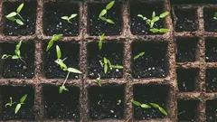 Čo zasiať v januári na sadenice: aké kvety a zeleninu