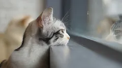 Chýba vám vaša mačka? Odpoveď vás prekvapí!