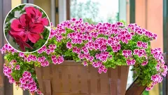 Geranium v domácich podmienkach: komplexná starostlivosť a tajomstvá kvitnutia.