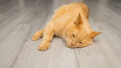 Ako zistiť, či je vaša mačka chorá: tieto "varovné signály" si vyžadujú okamžité opatrenia.