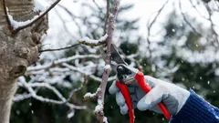 Januárový trik záhradníkov. Robia to uprostred zimy a dosahujú rekordné úrody.