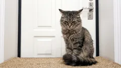 Mačky sa hnevajú, keď zostanú samé: nielenže sú ignorované, ale je to oveľa horšie.