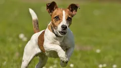 Jack Russell Terrier: đavao u anđeoskom ruho
