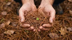 Nezvyčajné spôsoby využitia ihličia v záhrade